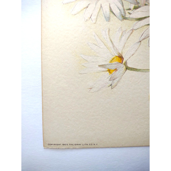 Victorian Art Print Daisy Girl Blackbird Lithograph 1907 Maud Humphrey Original - Picture 4 of 5